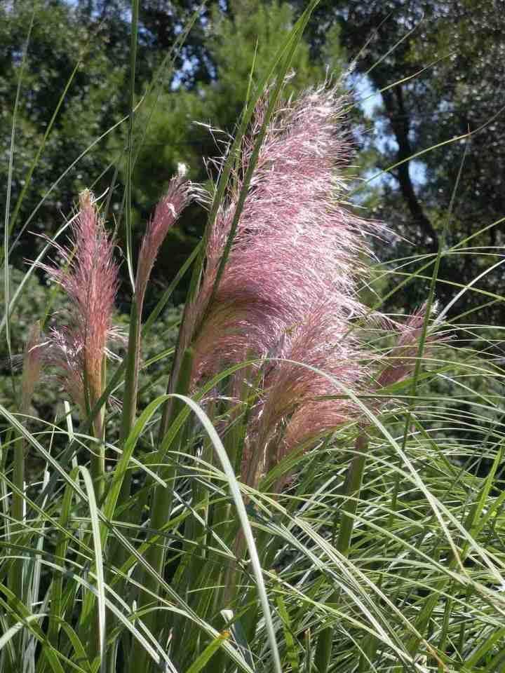 100 Pink Pampas Grass Seeds - Seed World