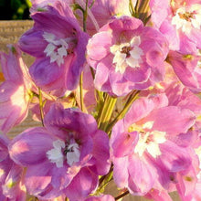 100 Pink Perfection Larkspur Seeds - Seed World