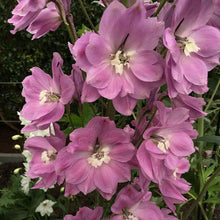 100 Pink Perfection Larkspur Seeds - Seed World