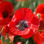 3000 Red American Legion Poppy Seeds