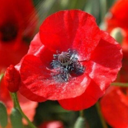100 Poppy Flower Seeds - American legion - Seed World