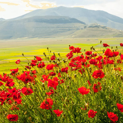 100 Poppy Flower Seeds - American legion - Seed World