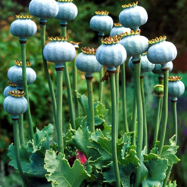 100 Poppy Flower Seeds - American legion - Seed World