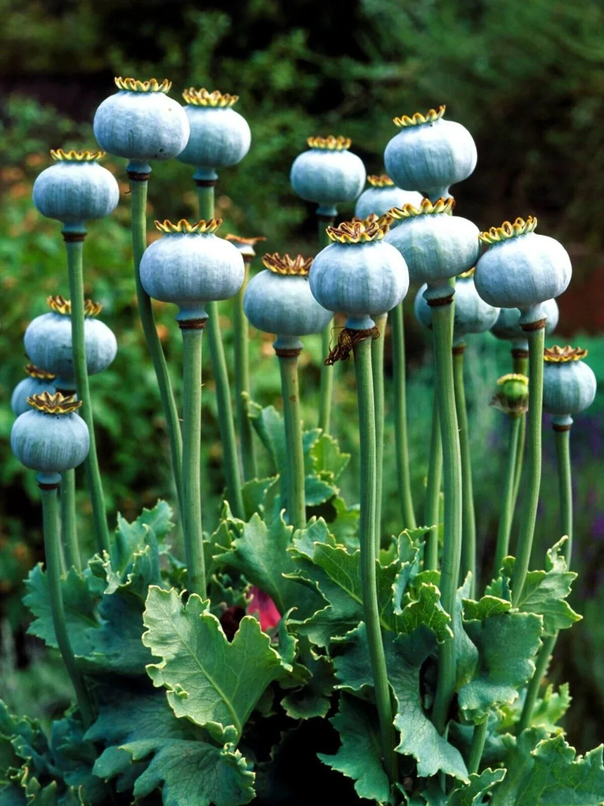 poppy seed from which plant 100 Poppy Flower Seeds