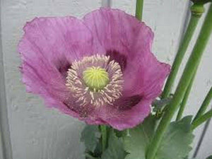 100 Poppy Lavender Seeds - Seed World