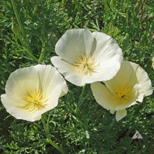 100 Poppy | California White Linen Seeds - Seed World