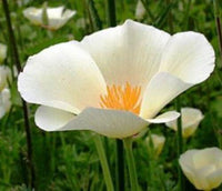 100 Poppy | California White Linen Seeds - Seed World