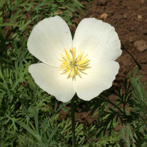 100 Poppy | California White Linen Seeds - Seed World