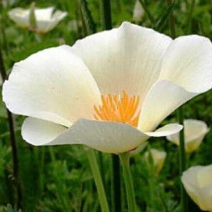 100 Poppy | California White Linen Seeds - Seed World