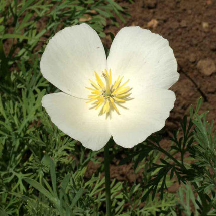 100 Poppy | California White Linen Seeds - Seed World