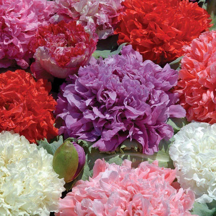 100 Poppy Peony Double Mixed Seeds - Seed World