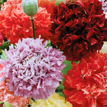100 Poppy Peony Double Mixed Seeds - Seed World