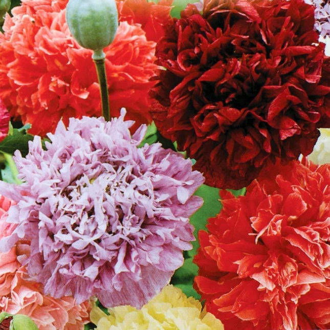 100 Poppy Peony Double Mixed Seeds - Seed World