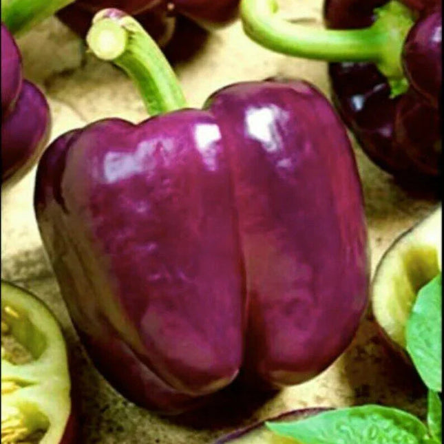100 Purple Beauty Bell Pepper Seeds - Seed World