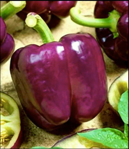 100 Purple Beauty Bell Pepper Seeds - Seed World