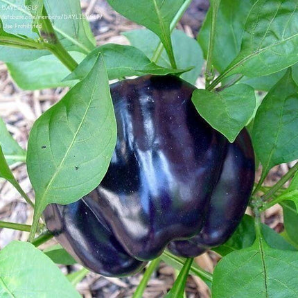 100 Purple Beauty Bell Pepper Seeds - Seed World