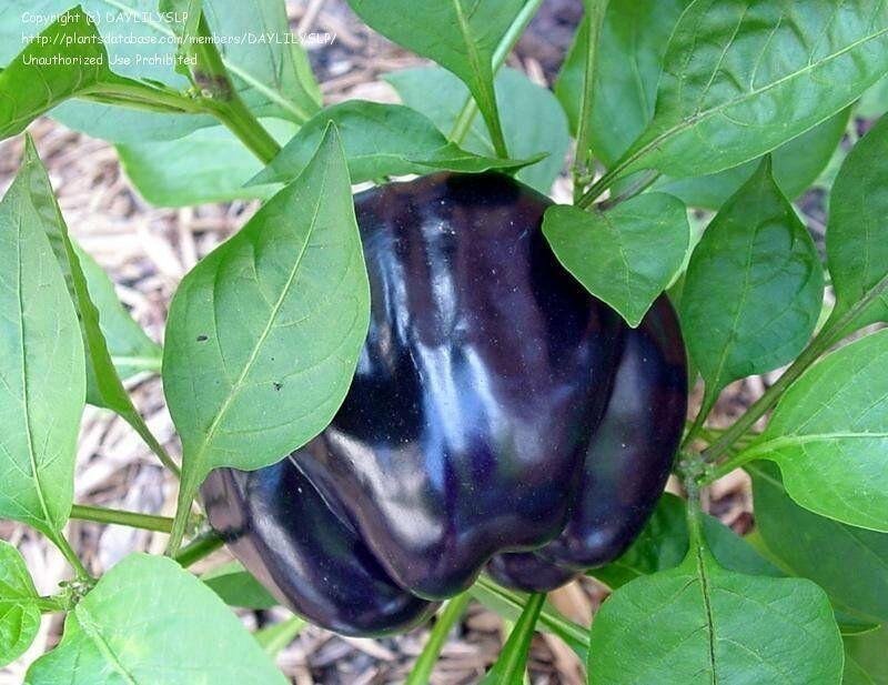 100 Purple Beauty Bell Pepper Seeds - Seed World