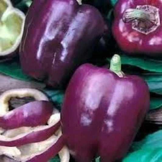 100 Purple Beauty Bell Pepper Seeds - Seed World