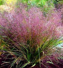 100 Purple Lovegrass Seeds - Seed World