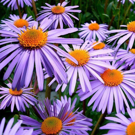 100 Purple New England Aster Seeds - Seed World