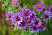 100 Purple New England Aster Seeds - Seed World
