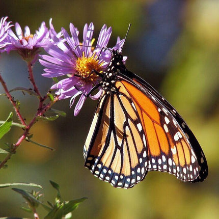 100 Purple New England Aster Seeds - Seed World