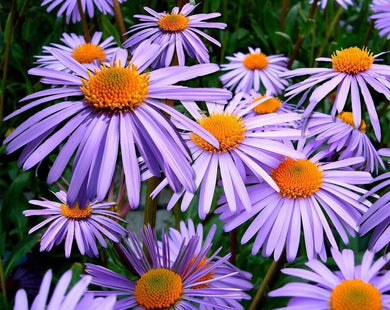 100 Purple New England Aster Seeds - Seed World