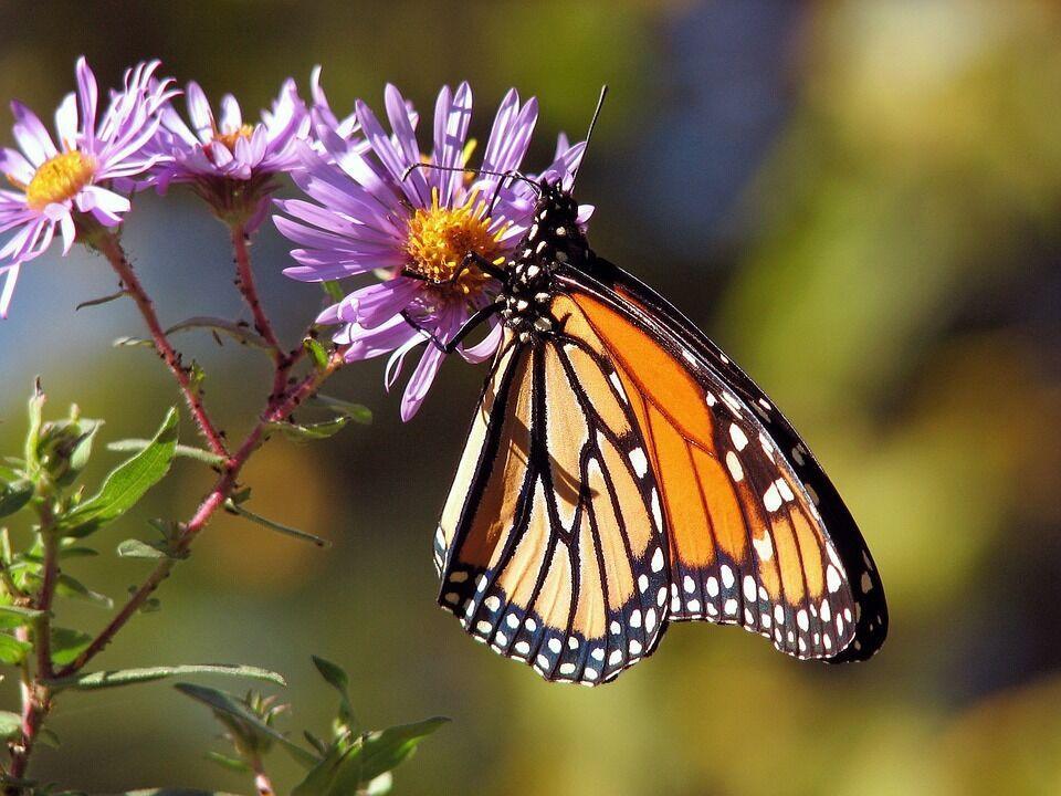 100 Purple New England Aster Seeds - Seed World