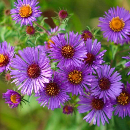 100 Purple New England Aster Seeds - Seed World