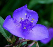 100 Purple Ohio Spiderwort / Widows Tears Flower Seeds - Seed World