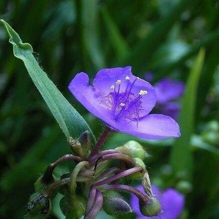 100 Purple Ohio Spiderwort / Widows Tears Flower Seeds - Seed World