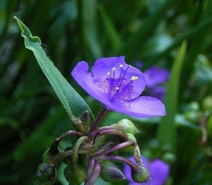 100 Purple Ohio Spiderwort / Widows Tears Flower Seeds - Seed World