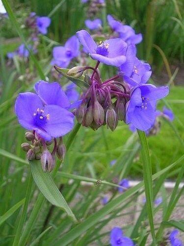 100 Purple Ohio Spiderwort / Widows Tears Flower Seeds - Seed World