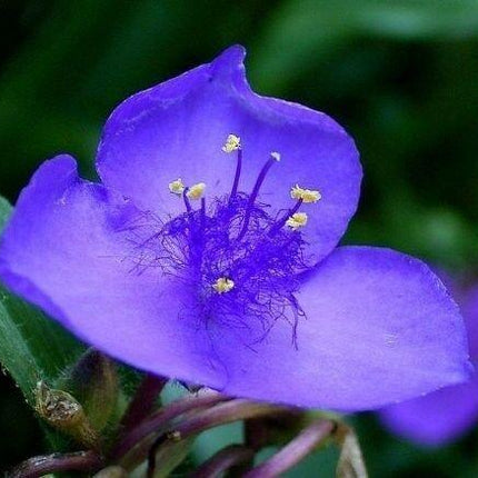 100 Purple Ohio Spiderwort / Widows Tears Flower Seeds - Seed World
