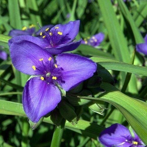 spiderwort plant seeds 145 Purple Ohio Spiderwort / Widows Tears Flower Seeds – Seed World