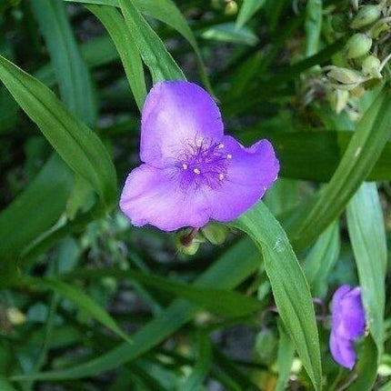 100 Purple Ohio Spiderwort / Widows Tears Flower Seeds - Seed World