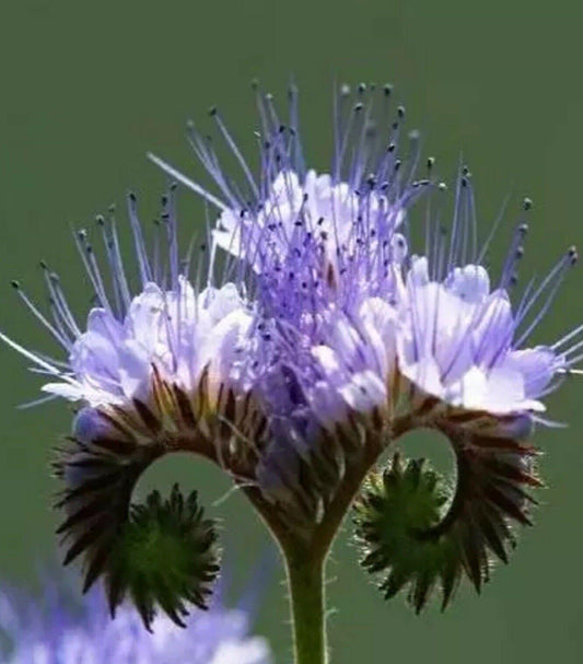 100 Purple Tansy Seeds - Seed World