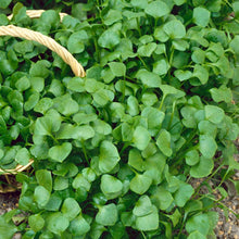 100 Purslane- Winter- Claytonia Perfoliata Seeds - Seed World