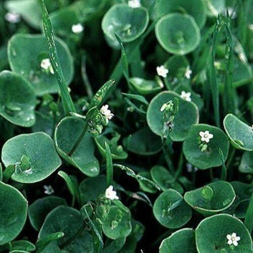 100 Purslane- Winter- Claytonia Perfoliata Seeds - Seed World