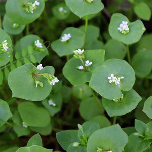 100 Purslane- Winter- Claytonia Perfoliata Seeds - Seed World