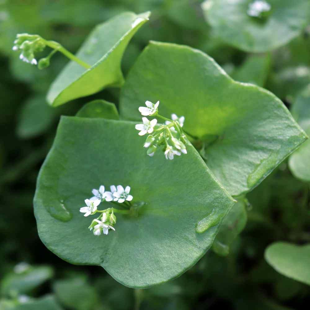 100 Purslane- Winter- Claytonia Perfoliata Seeds - Seed World