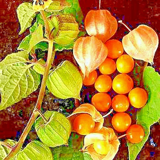 100 Rare Cape Gooseberry Seeds - Seed World