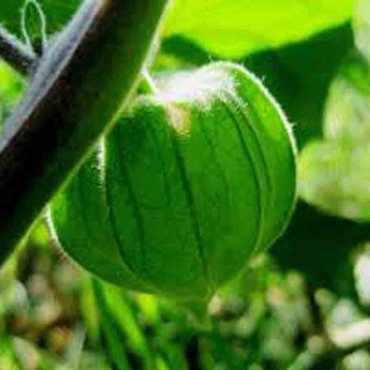 100 Rare Cape Gooseberry Seeds - Seed World