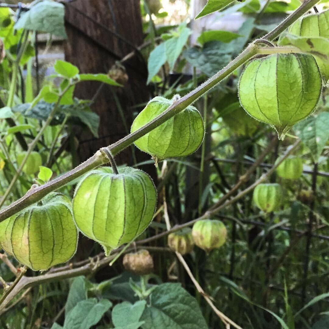 100 Rare Cape Gooseberry Seeds - Seed World