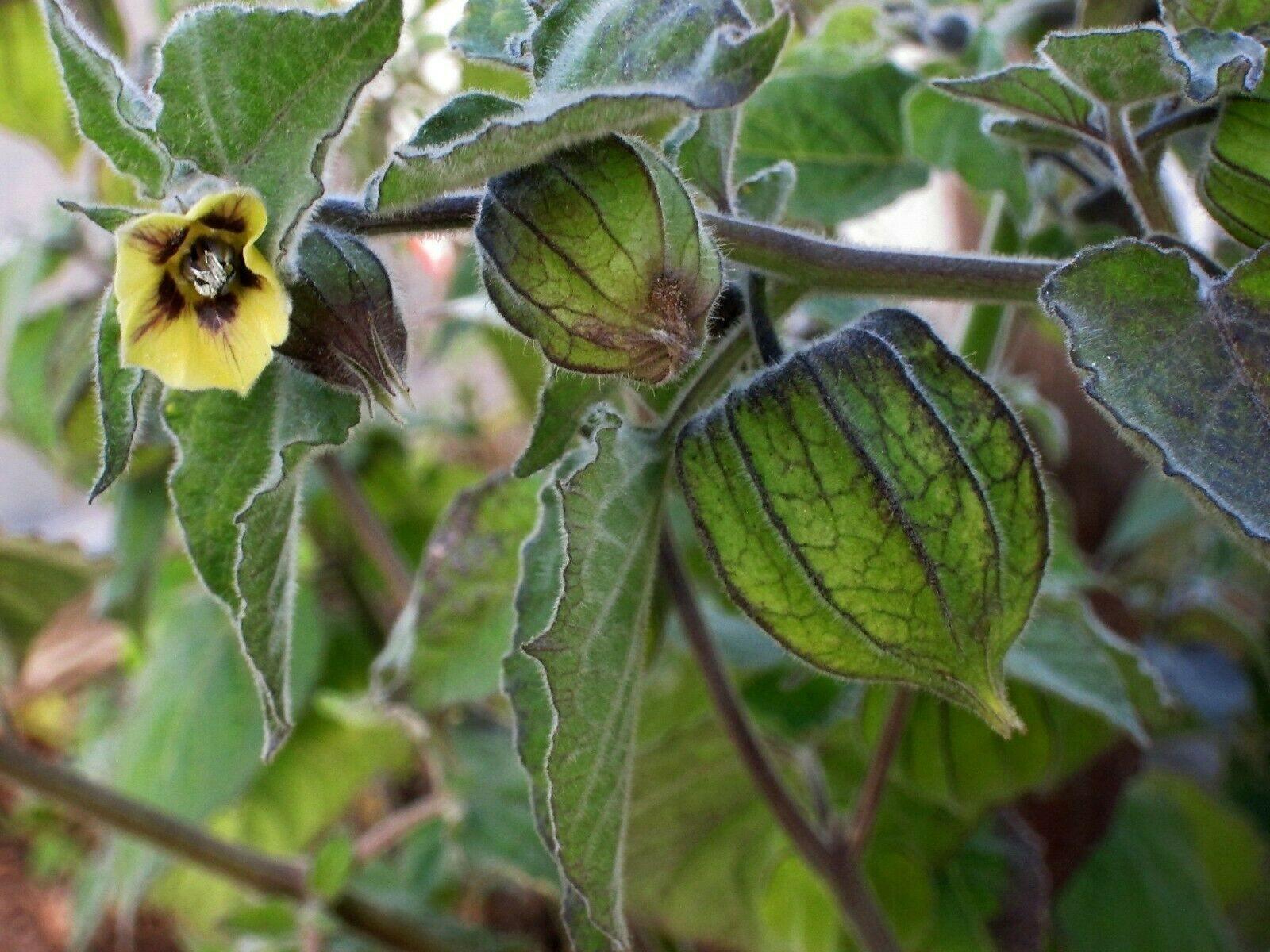 100 Rare Cape Gooseberry Seeds - Seed World