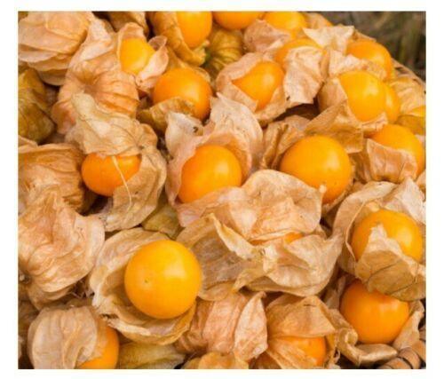 100 Rare Cape Gooseberry Seeds - Seed World