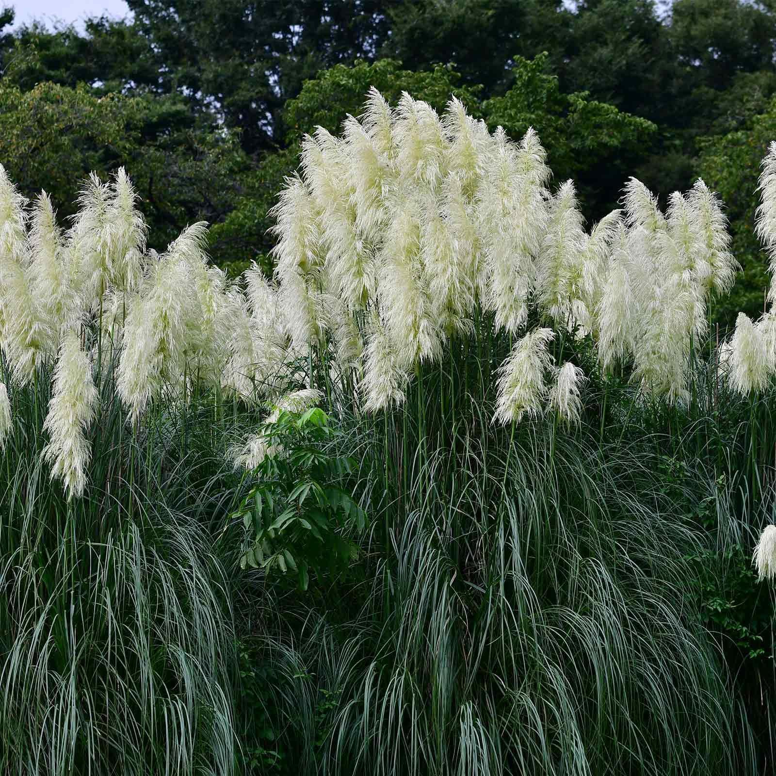100 Rare Ornamental Pampas Grass seeds - Seed World