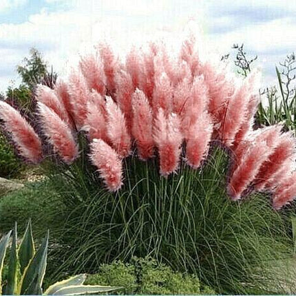100 Rare Ornamental Pampas Grass seeds - Seed World