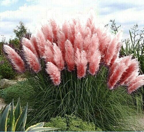 plant pampas grass seeds Pink Pampas Grass Seeds - Organic Non-GMO Ornamental Tall Feathery Blooms for Lawn & Garden