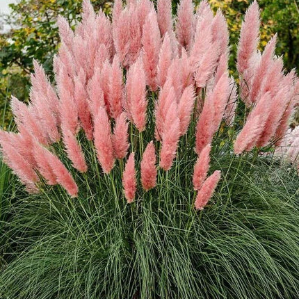 100 Rare Ornamental Pampas Grass seeds - Seed World
